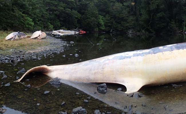 More Than 20 Dead Whales Found In Southern Chile