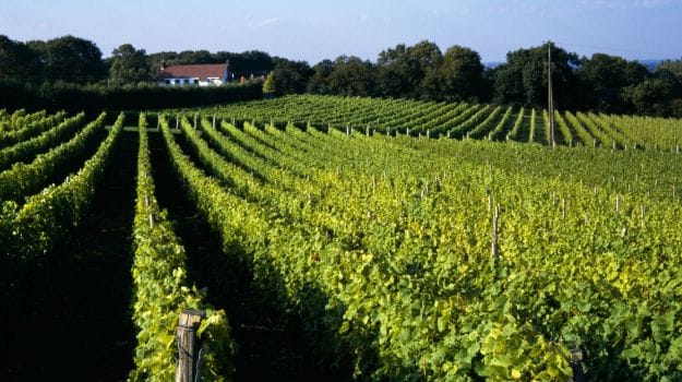 Sparkling English Wine: A Growing Reputation for Gold Medal Quality