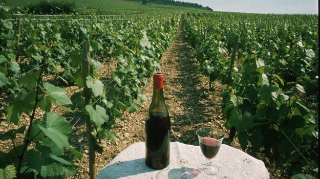 Three Red Wines to See in the Summer
