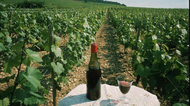 Opinion | Labour Day Special Toast to Wine and Work - Real And Pretentious