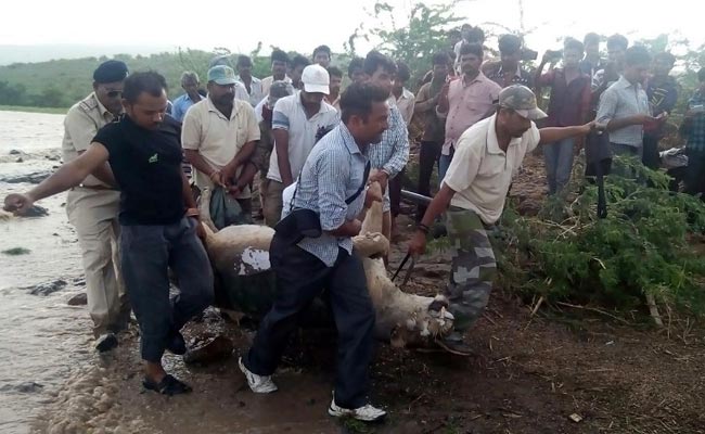 Gujarat Lions in 'Weak Health and Shocked' After Floods: Report