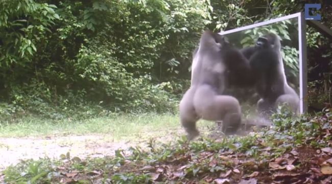 Gorilla Goes Ape. Wild Animals React to Their Reflections in a Mirror in Viral Video