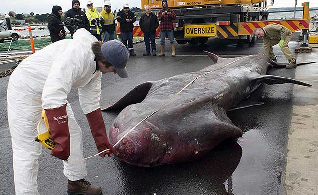 Australian Fishermen Lure Rare Monster Shark