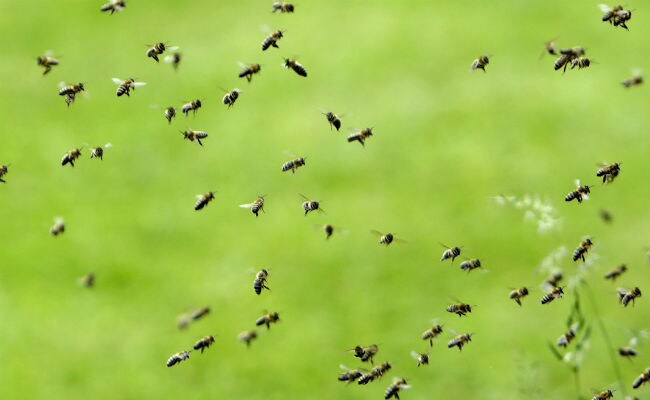 Man Survives 500 to 1,000 Stings by Swarming Arizona Bees