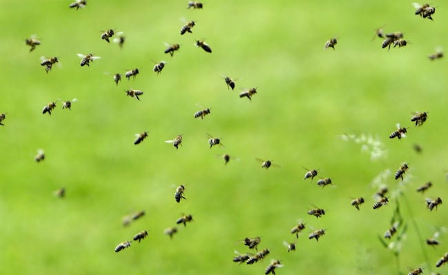 Family Of Dead Woman Injured In Bee Attack During Burial In Tamil Nadu