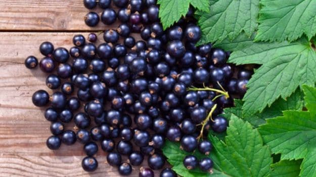 Very Berry: Blackcurrants are Just What You Need for a Healthy Brain