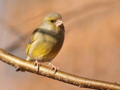 This Once-Abundant Bird is Being Eaten to Extinction by China This Once-Abundant Bird is Being Eaten to Extinction by China