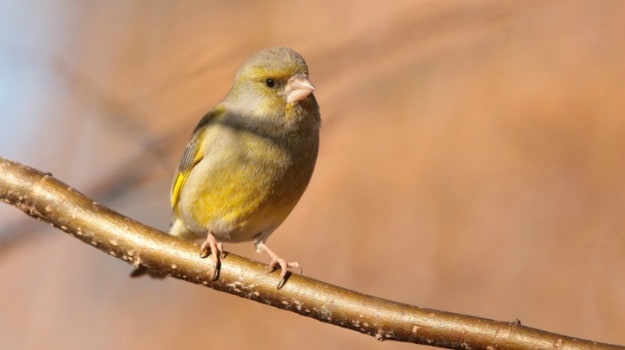 This Once-Abundant Bird is Being Eaten to Extinction by China