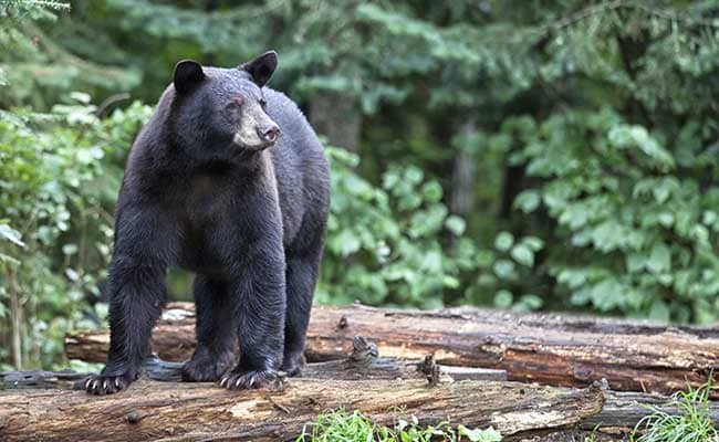 Black Bear Spotted in Indiana for First Time in 144 Years