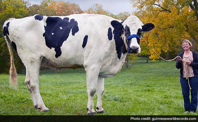 World's Tallest Cow Dead After Succumbing to Leg Injury