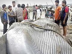 No Expert Available for Autopsy, Blue Whale Buried After It Dies at Revdanda