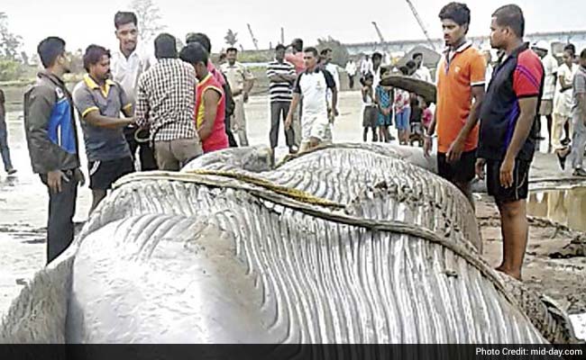 No Expert Available for Autopsy, Blue Whale Buried After It Dies at Revdanda