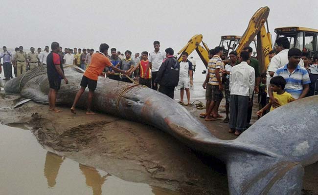 When We Couldn't Stop a Whale From Dying Near Mumbai