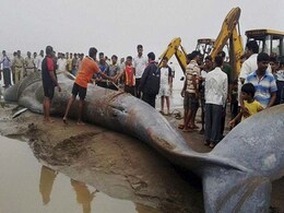 Opinion: When We Couldn't Stop a Whale From Dying Near Mumbai Opinion: When We Couldn't Stop a Whale From Dying Near Mumbai