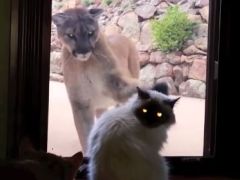 This is <i>My</i> House. Brave Cat Faces Down Mountain Lion, Fur Real