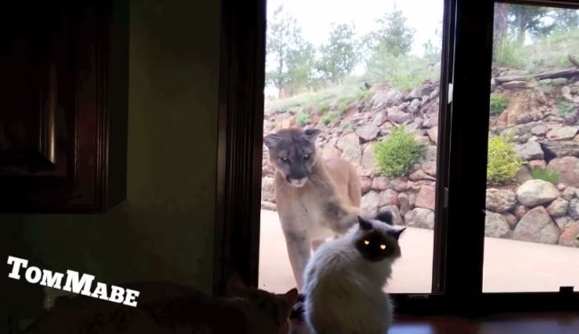 This is My House. Brave Cat Faces Down Mountain Lion, Fur Real
