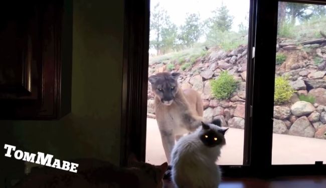 This is <i>My</i> House. Brave Cat Faces Down Mountain Lion, Fur Real