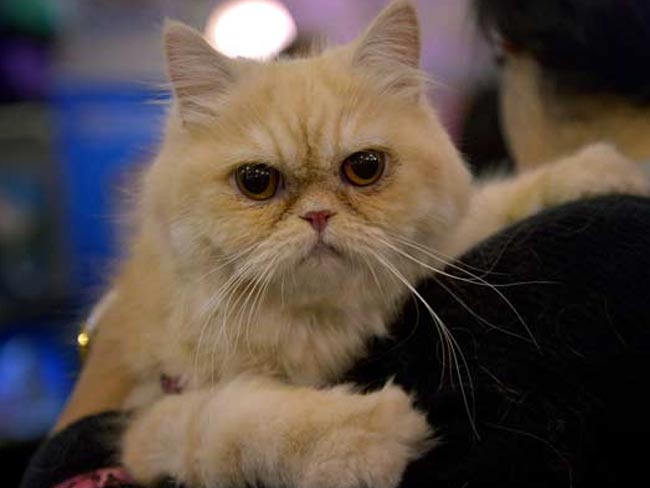 सावधान : बिल्ली पालने से 'शिजोफ्रेनिया' का हो सकता है खतरा