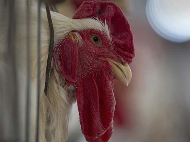 मुर्गों पर भी पड़ी भीषण गर्मी की मार, चिकन खाना होगा महंगा