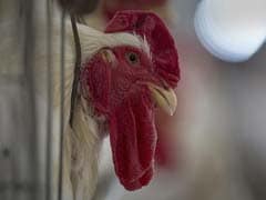 Record Increase in Chicken Prices Due to Heat Wave