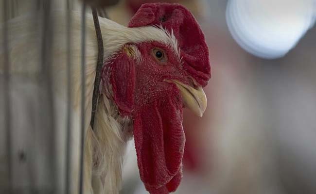 Record Increase in Chicken Prices Due to Heat Wave