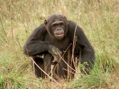 The Naked Chef? Chimpanzees Can 'Cook' and Prefer Cooked Food The Naked Chef? Chimpanzees Can 'Cook' and Prefer Cooked Food