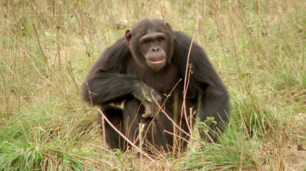 Japan Researchers Find Chimps Caring for Disabled Infant