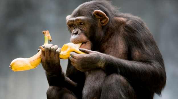 Chimpanzees in West Africa Observed Indulging in Habitual Drinking