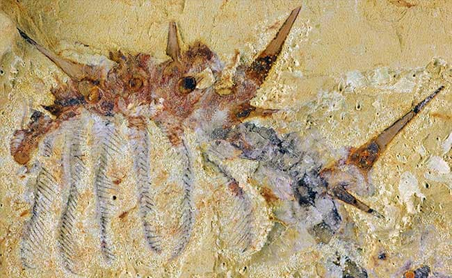 Spiky Little Sea 'Monster' Thrived a Half Billion Years Ago