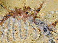Spiky Little Sea 'Monster' Thrived a Half Billion Years Ago