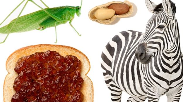 Foodfunding: Weird and Wonderful Culinary Projects that Need Your Money