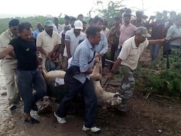 गीर के शेरों को बचाने के लिये मध्य प्रदेश भेजने की मांग गीर के शेरों को बचाने के लिये मध्य प्रदेश भेजने की मांग