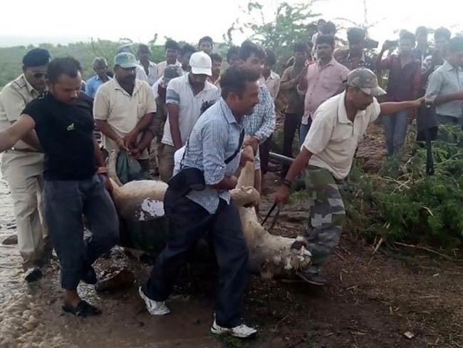 गीर के शेरों को बचाने के लिये मध्‍य प्रदेश भेजने की मांग