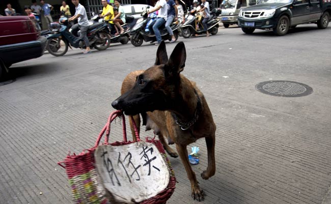 Chinese Woman Pays to Rescue 100 Dogs from Meat Festival: Report