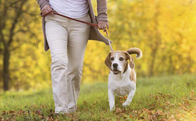 Dogs Snub People Who Are Mean to Their Owners: Study