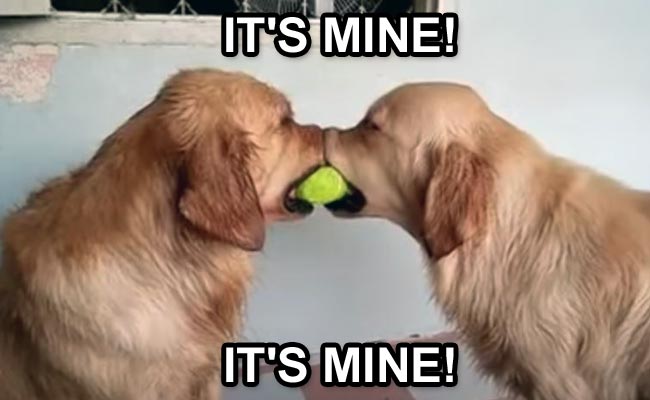 Who's Ball Is It Anyway? This Golden Retriever Offers a Solution