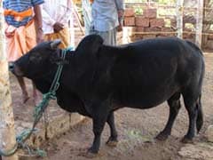 India's Next Weapon Against Climate Change? This Dwarf Cow