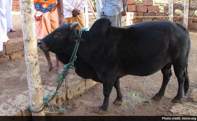 India's Next Weapon Against Climate Change? This Dwarf Cow