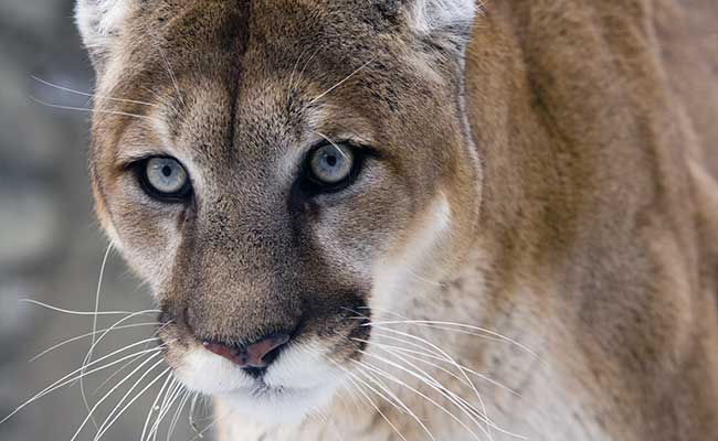 US Wildlife Managers Declare Eastern Cougar Extinct
