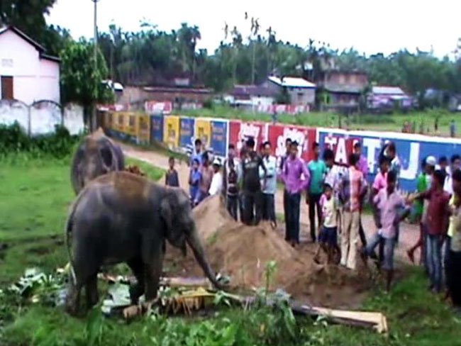 ...जब कोर्ट में हुई हाथियों की पेशी