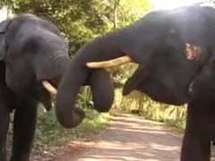 Elephant Kills 3, Locals Block Highway In Protest