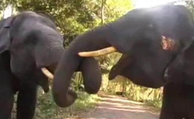 Elephant Kills 3, Locals Block Highway In Protest
