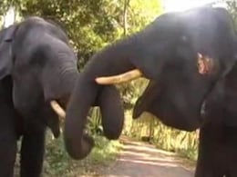 Congress Councillor Killed by Elephant in West Bengal Congress Councillor Killed by Elephant in West Bengal
