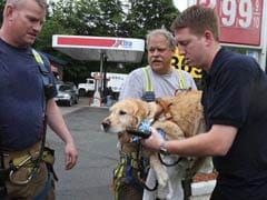 Guide Dog Jumps in Front of Speeding Bus to Save Visually Impaired Woman in New York