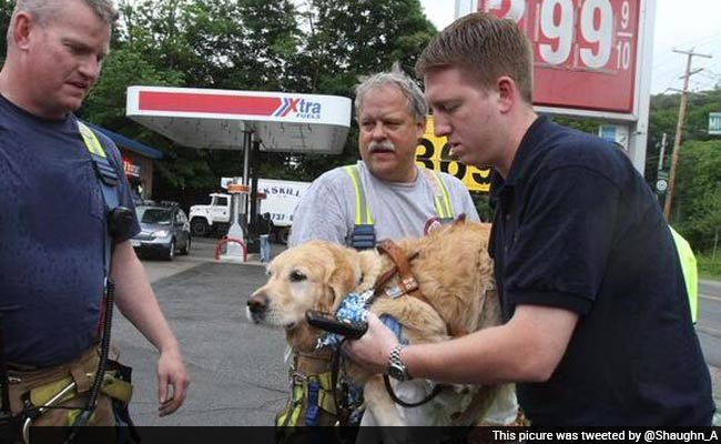 Guide Dog Jumps in Front of Speeding Bus to Save Visually Impaired Woman in New York
