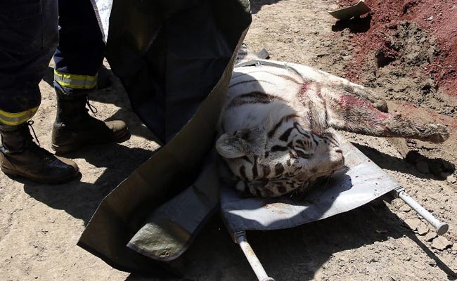 Georgia Hunts Down Another Tiger From Flooded Zoo