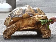 Giant Tortoise Walks Tokyo's Streets - Slowly