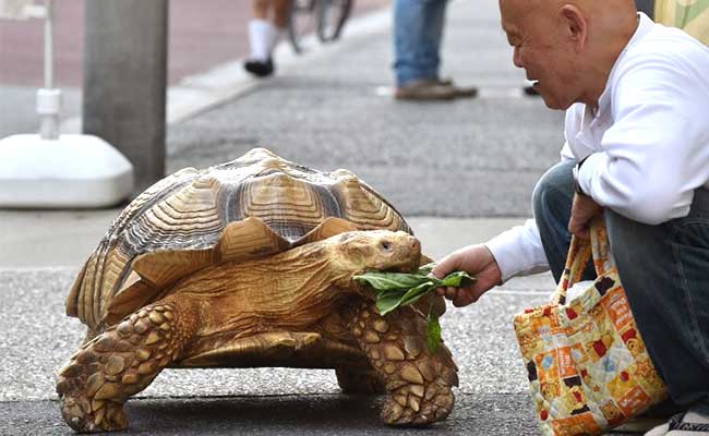 Giant Tortoise Walks Tokyo's Streets - Slowly