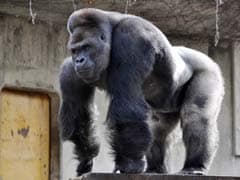 This Gorilla is a Super-Model. And He's Drawing Lots of Women