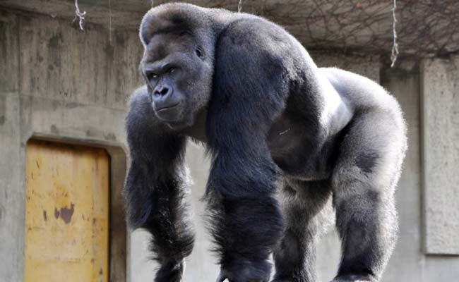 This Gorilla is a Super-Model. And He's Drawing Lots of Women